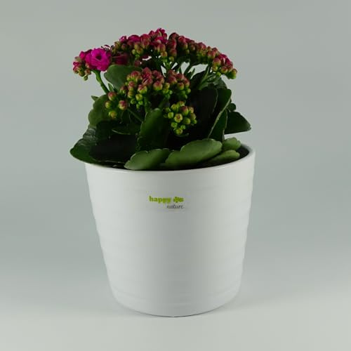 happy nature Set3 3 teilig für Hydrokultur Blumentopf Keramik Maui 13/12 Weiss Ø 16 cm H 13,5 cm + Kulturtopf + Wasserstandsanzeiger