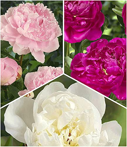 BALDUR Garten 3er Duft-Pfingstrosen 'Raritäten-Mix', Pflanzen im 11 cm-Topf | Paeonia Sarah Bernhardt, Immaculee, Rich and Fame, winterharte, mehrjährige Duft-Stauden, dekorative Schnittblume