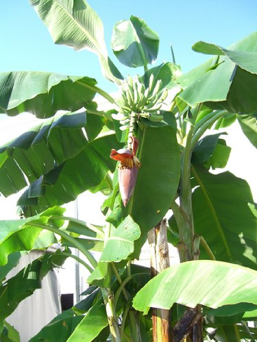 Seedeo Große Schneebanane (Ensete glaucum syn. Ensete wilsonii) 10 Samen