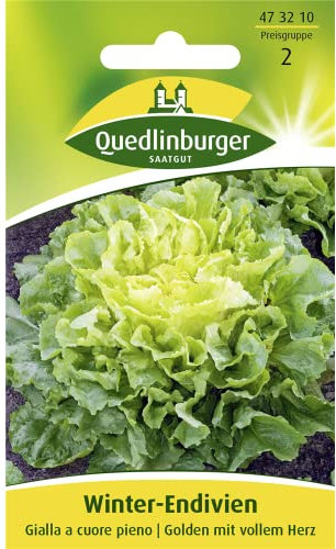 Winter-Endivien Gialla a cuore pieno