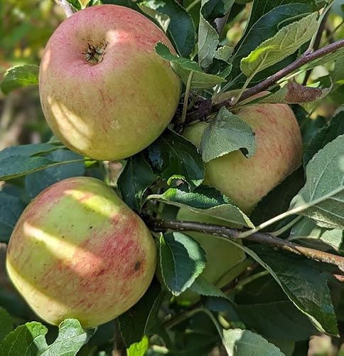 James Grieve, Sommerapfel, Buschbaum (kleinbleibend), 120-140cm, im Topf