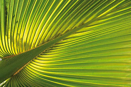 1art1 Palmas Póster Hoja De Palmera De Cáñamo Cartel 91x61 cm