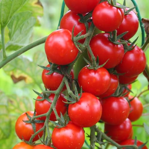 PREMIER SEEDS DIRECT - Tomato Cherry - Sweet Aperitif - 20 Finest Seeds