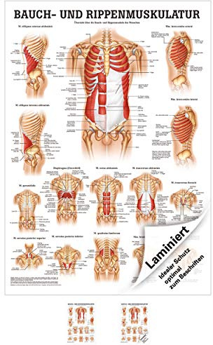 Sport-Tec Bauch- und Rippenmuskulatur Mini-Poster Anatomie 34x24 cm med. Lehrmittel