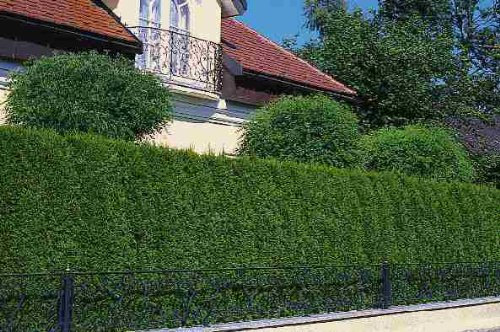 Thuja Lebensbaum Brabant 30-40 cm 75 St. Hecke Heckenpflanze