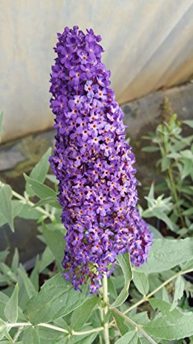 Zwerg-Schmetterlingsstrauch Buddleja Buzz Midnight 30-40 cm im 3 Liter Pflanzcontaier