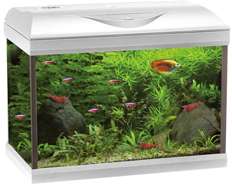 Amtra Basic 40 LED - Acquario completo di 65 litri, illuminazione LED 8500 5W, incluso filtro Filtering Box 50, 42x23x33 cm, bianco