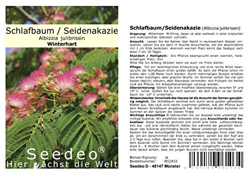 Seedeo® Seidenakazie/Schlafbaum (Albizzia julibrissin) 50 Samen