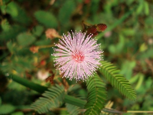 Just Seed - Flower - Mimosa pudica -Sensitive Plant - 200 Seeds - Fun