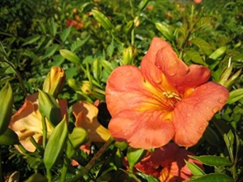 Campsis grandiflora 40-60 cm – Mehrjährig, Pflegeleicht – Chinesische Trompetenblume – Kletterpflanze für Pergola & Rankhilfe