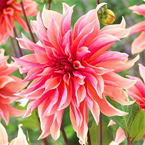 Easy to Grow Dahlia Labyrinth 3 Clumps of Tubers - Large Pink Salmon Flowers Blooms in Summer to Fall Sun, Plant in Spring