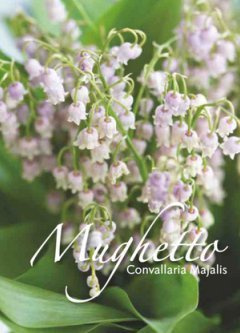 Blumen 5 Bulbi di MUGHETTO CONVALLARIA MAJALIS