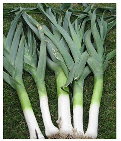 PREMIER SEEDS DIRECT - Italian Leek - Giant D'INVERNO - 5.5 GRAM Finest Seeds