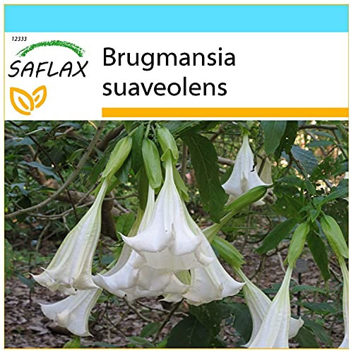 SAFLAX - Geschenk Set - Engelstrompete/Weiß - 10 Samen - Mit Geschenk- / Versandbox, Versandaufkleber, Geschenkkarte und Anzuchtsubstrat - Brugmansia suaveolens