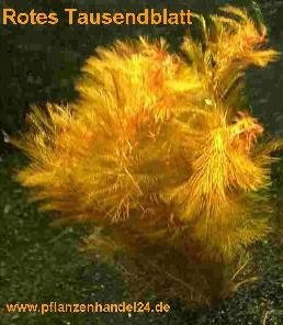 5 Bunde rotes Tausendblatt Myriophyllum