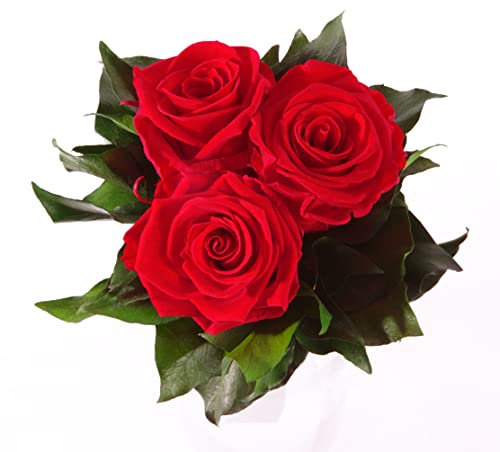 ROSEMARIE SCHULZ Heidelberg Blumenstrauss Rosenstrauss mit 3 konservierte Rosen (Rot)
