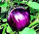 Italian Heirloom Heritage Aubergine Eggplant Seeds. Violetta DI Firenze. Certified Organic Grower