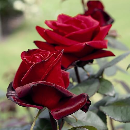 Edelrose Barkarole in Dunkel-Rot - Duftrose winterhart - Rosen-Blüte in Samt-Rot - Rose stark duftend - wurzelnackt/Wurzelware von Garten Schlüter - Pflanzen in Top Qualität