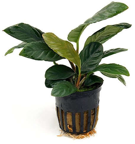 1 Topf Anubia Coffeefolia, Rarität