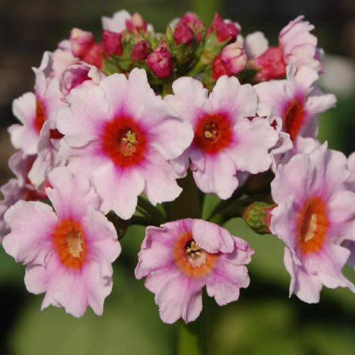 Plant World Seeds - Primula Japonica 'Apple Blossom' Seeds (Perennial Flower Seeds)