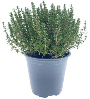 Thymian XXL italiano en maceta de 15 cm.