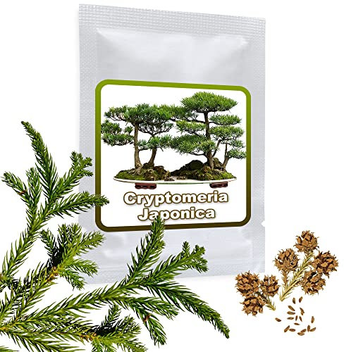 Japanische Zeder - Sicheltanne - 25 SAMEN - Cryptomeria japonica - winterhart - Kultivierbar als Baum oder Bonsai