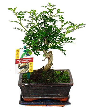 Exotenherz - Bonsai Szechuan-Pfeffer - Zanthoxylum piperitum - ca. 6 Jahre - Kugelform