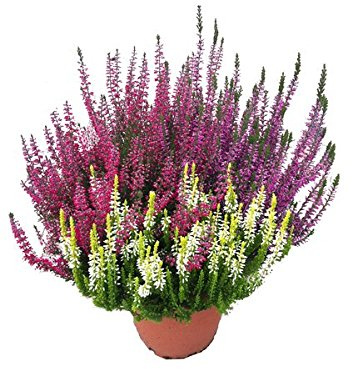 Calluna Beauty Lady´s 2 Liter Container, Winterheide, Besenheide