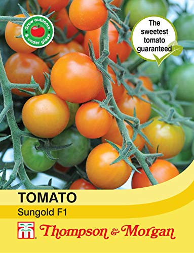 Thompson & Morgan - Vegetables - Tomato Sungold F1 Hybrid - 8 Seed