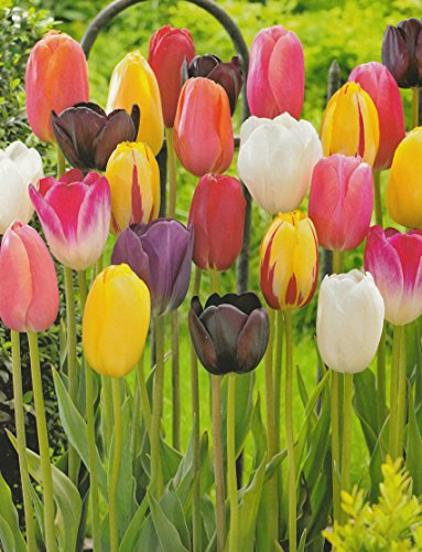 Blumenhandel Ullrich 100 gemischte Tulpenzwiebeln Blumenzwiebeln Tulpen