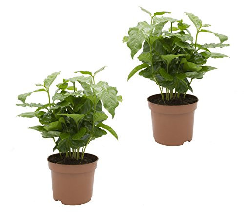 Dominik Blumen und Pflanzen, Kaffee - Pflanze, Coffea arabica, 2 Pflanzen, 12 cm Topf, 20 - 30 cm hoch, Zimmerpflanzen, Kübelpflanzen