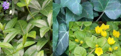 10 getopfte Bodendecker für den Garten in Gärtnerqualität, mindestens 3 Sorten, biologische Unkrautbekämpfung