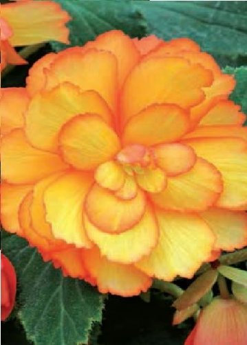 Just Seed - Flower - Begonia - Illumination Golden Picotee F1-50 Pelleted Seed - Large Pack