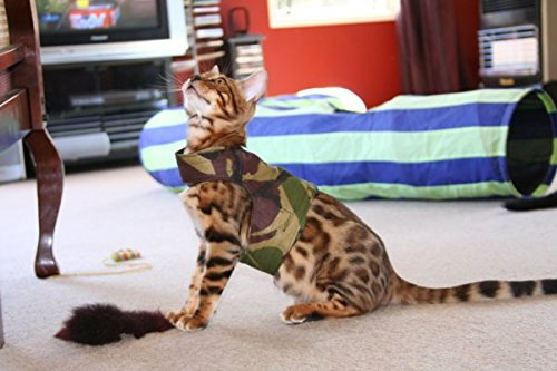 Mynwood Cat Jacke/Geschirre graue Leopard Pelz Erwachsene Katze ausbruchsicher