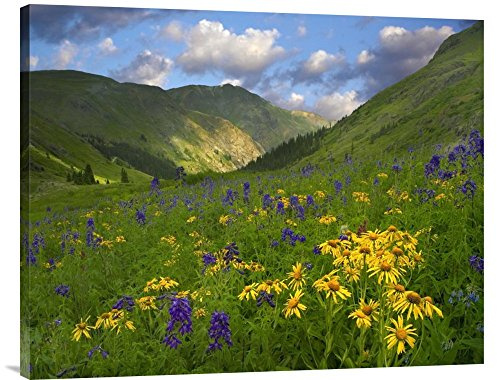 Global Gallery Budget GCS-396567-2835-142 Tim Fitzharris Orange Sneezeweed and Delphinium in American Basin Colorado Gallery Wrap Giclee on Canvas Print Wall Art
