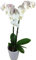 Weiße Orchidee inklusive Keramikübertopf und Grußkarte # Pflanze # Zimmerpflanze # Büropflanze