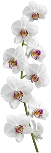 Plage 153908 Sticker Décor Mural 3XL - Cœur d'orchidée, 164 x 56 cm