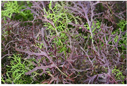 PREMIER SEEDS DIRECT - Mustard - MIZUNA - RED Streaked - 3500 Seeds