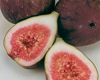 Frühe Dalmatiner Feigenbaum, Fruchtfeige, winterhart, 50-60 cm, im Topf