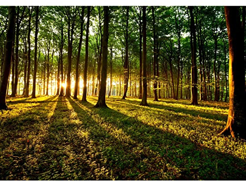 Runa Art Fototapete Wald Landschaft Sonne 352 x 250 cm Vlies Tapeten XXL Moderne Wandtapete Wohnzimmer Schlafzimmer Grün Gelb 9010011b