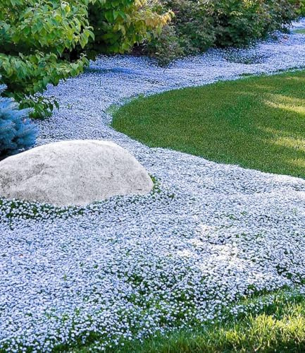 BALDUR Garten 3x Winterharte Bodendecker-Pflanze Isotoma 'Blue Foot®' | Pflanzen im 9x9 cm-Topf, Isotoma fluviatilis, trittfest, Blauer Bubikopf Gaudich Rasen-Ersatz, Polsterstaude, mehrjährig,