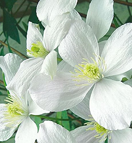 Clematis montana 'Wilsonii' 40–60 cm – Winterhart, Mehrjährig, Pflegeleicht – Berg-Waldrebe – Kletterpflanze für Pergola & Rankhilfe