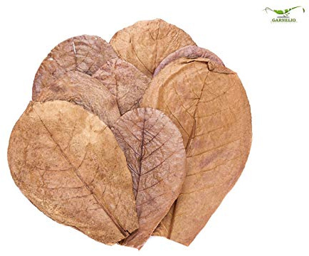 Garnelio Naturprodukte Seemandelbaum Blätter/Catappa Blätter - small - 12 STK