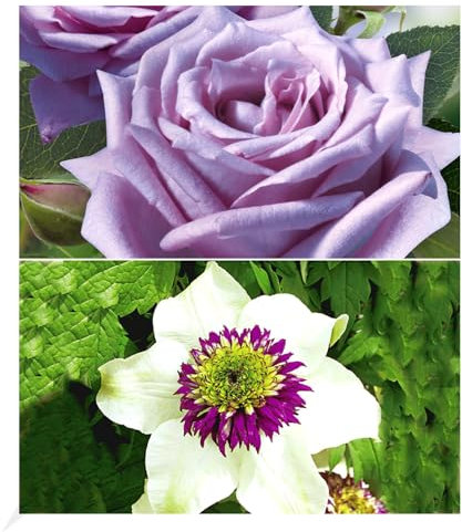 BALDUR Garten Set Clematis Florida Sieboldii & Edelrose Mamy Blue®, 2 Pflanzen Klematis und Rose, mehrjährige blühende Kletterpflanzen, winterhart, bienenfreundlich und schmetterlingsfreundlich