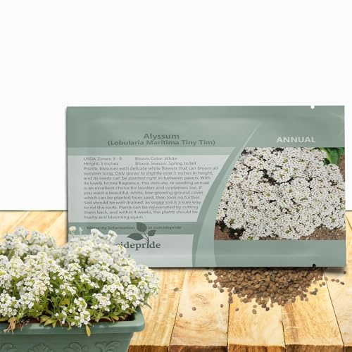 Outsidepride Tiny Tim Alyssum Seeds - 5000 Pieces Annual, Drought-Tolerant & Pollinator-Friendly Ground Cover Seeds w/Fragrant Honey Blooms for Low-Growing Xeriscaping & Outdoor Planting