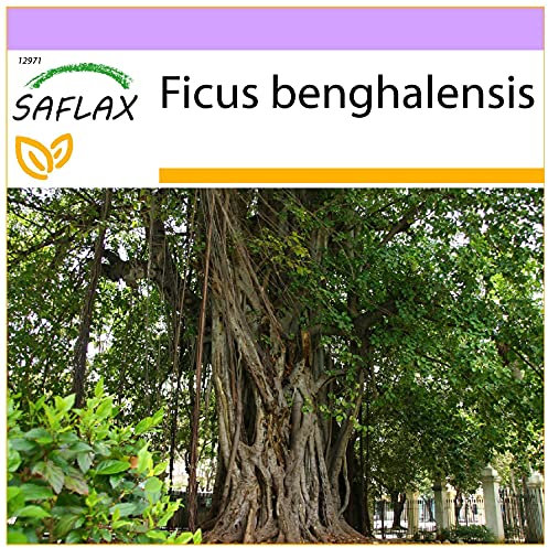 SAFLAX - Baniano - 20 semi - Ficus benghalensis