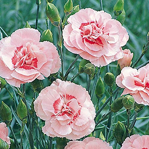 Pack X6 Dianthus 'Doris Pinks' Perennial Garden Plug Plants