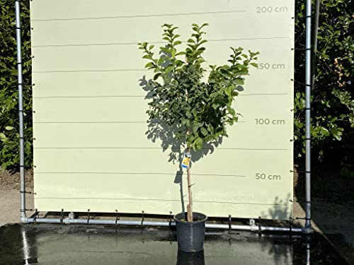 Tropictrees - Zitrus Limon - Zitronenbaum, 150 cm - echte zitrus - Citrus Limon - Zitrone - Immergrün
