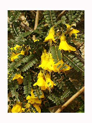 Small LEAVED KOWHAI Sophora microphylla Lovely Shrub with Yellow Pea-Like Flowers Makes an Ideal Bonsai or Wall Trained Plant, 10-15cm Tall Starter Plant