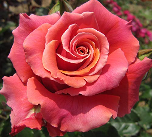 Copper Lights - 5.5lt Potted Hybrid Tea Garden Rose Bush - Stunning Copper/Orange Blooms - Exclusive!